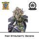 Produkt_Auto Red Strawberry Banana – Sweet Seeds__Cannadusa_Marktplatz_Kaufen