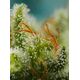 Produkt_Auto Big Devil XL – Sweet Seeds_, 3 image_Cannadusa_Marktplatz_Kaufen