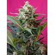 Produkt_Auto Big Devil XL – Sweet Seeds_, 2 image_Cannadusa_Marktplatz_Kaufen