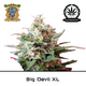 Produkt_Auto Big Devil XL – Sweet Seeds__Cannadusa_Marktplatz_Kaufen