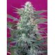 Produkt_Big Foot – Sweet Seeds_, 2 image_Cannadusa_Marktplatz_Kaufen