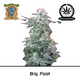 Produkt_Big Foot – Sweet Seeds__Cannadusa_Marktplatz_Kaufen