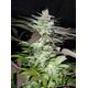 Product_Black Jack – Sweet Seeds, 2 image_Cannadusa_Marketplace_Buy