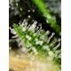 Product_Black Jack – Sweet Seeds, 4 image_Cannadusa_Marketplace_Buy