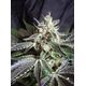 Product_Black Jack – Sweet Seeds, 3 image_Cannadusa_Marketplace_Buy