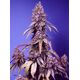 Produkt_Black Muffin F1 Fast - Sweet Seeds_, 2 image_Cannadusa_Marktplatz_Kaufen
