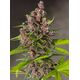 Product_Auto Bloody Skunk – Sweet Seeds, 2 image_Cannadusa_Marketplace_Buy