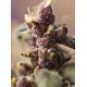 Product_Auto Bloody Skunk – Sweet Seeds, 4 image_Cannadusa_Marketplace_Buy