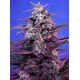 Product_Auto Bloody Skunk – Sweet Seeds, 3 image_Cannadusa_Marketplace_Buy