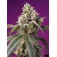 Product_Auto Bruce Banner – Sweet Seeds, 2 image_Cannadusa_Marketplace_Buy