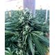 Product_Cinnamon Buddha OG - Humboldt Seeds, 2 image_Cannadusa_Marketplace_Buy