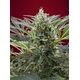 Product_Cream 47 - Sweet Seeds, 2 image_Cannadusa_Marketplace_Buy