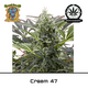 Produkt_Cream 47 - Sweet Seeds__Cannadusa_Marktplatz_Kaufen