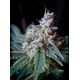 Product_Cream Caramel – Sweet Seeds, 3 image_Cannadusa_Marketplace_Buy