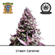 Produkt_Auto Cream Caramel – Sweet Seeds__Cannadusa_Marktplatz_Kaufen