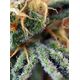 Product_Cream Caramel – Sweet Seeds, 4 image_Cannadusa_Marketplace_Buy