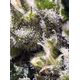 Produkt_Auto Cream Caramel – Sweet Seeds_, 3 image_Cannadusa_Marktplatz_Kaufen