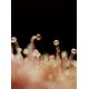 Produkt_Auto Cream Caramel – Sweet Seeds_, 4 image_Cannadusa_Marktplatz_Kaufen