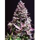 Produkt_Auto Cream Caramel – Sweet Seeds_, 2 image_Cannadusa_Marktplatz_Kaufen