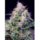 Product_Cream Caramel – Sweet Seeds, 2 image_Cannadusa_Marketplace_Buy