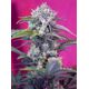 Produkt_Auto Cream Mandarine – Sweet Seeds_, 2 image_Cannadusa_Marktplatz_Kaufen