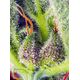 Produkt_Auto Cream Mandarine XL - Sweet Seeds_, 3 image_Cannadusa_Marktplatz_Kaufen