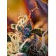 Produkt_Auto Cream Mandarine XL - Sweet Seeds_, 4 image_Cannadusa_Marktplatz_Kaufen
