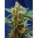 Produkt_Auto Cream Mandarine XL - Sweet Seeds_, 2 image_Cannadusa_Marktplatz_Kaufen
