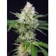 Product_Crystal Candy – Sweet Seeds, 3 image_Cannadusa_Marketplace_Buy