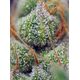 Product_Crystal Candy – Sweet Seeds, 4 image_Cannadusa_Marketplace_Buy