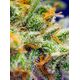 Produkt_Auto Crystal Candy XL – Sweet Seeds_, 3 image_Cannadusa_Marktplatz_Kaufen