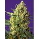 Produkt_Auto Crystal Candy XL – Sweet Seeds_, 2 image_Cannadusa_Marktplatz_Kaufen