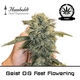 Produkt_Geist OG Fast Flowering - Humboldt Seeds__Cannadusa_Marktplatz_Kaufen