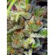 Produkt_Gorilla Girl - Sweet Seeds_, 3 image_Cannadusa_Marktplatz_Kaufen