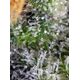 Produkt_Gorilla Girl - Sweet Seeds_, 4 image_Cannadusa_Marktplatz_Kaufen