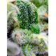 Product_Auto Gorilla Girl XL – Sweet Seeds, 3 image_Cannadusa_Marketplace_Buy