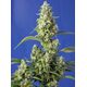 Product_Auto Gorilla Girl XL – Sweet Seeds, 2 image_Cannadusa_Marketplace_Buy