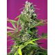 Produkt_Gorilla Girl - Sweet Seeds_, 2 image_Cannadusa_Marktplatz_Kaufen