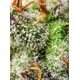 Product_Green Poison F1 Fast – Sweet Seeds, 3 image_Cannadusa_Marketplace_Buy