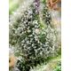 Product_Green Poison F1 Fast – Sweet Seeds, 4 image_Cannadusa_Marketplace_Buy