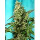 Product_Green Poison F1 Fast – Sweet Seeds, 2 image_Cannadusa_Marketplace_Buy