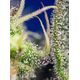 Produkt_Auto Green Poison XL – Sweet Seeds_, 4 image_Cannadusa_Marktplatz_Kaufen