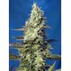 Produkt_Auto Green Poison XL – Sweet Seeds_, 2 image_Cannadusa_Marktplatz_Kaufen