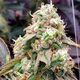 Product_Gushers Fast Flowering - Humboldt Seeds, 2 image_Cannadusa_Marketplace_Buy