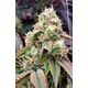 Product_Gushers Fast Flowering - Humboldt Seeds, 4 image_Cannadusa_Marketplace_Buy
