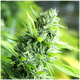 Produkt_Banana Sapphire - Humboldt Seeds_, 2 image_Cannadusa_Marktplatz_Kaufen