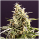 Product_Chem Bomb Auto - Humboldt Seeds, 2 image_Cannadusa_Marketplace_Buy