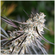 Produkt_Florida Gaspack - Humboldt Seeds_, 2 image_Cannadusa_Marktplatz_Kaufen
