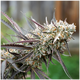 Produkt_Ice Cream Cake Fast Flowering - Humboldt Seeds_, 2 image_Cannadusa_Marktplatz_Kaufen