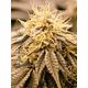 Produkt_SundogZ - Humboldt Seeds_, 2 image_Cannadusa_Marktplatz_Kaufen